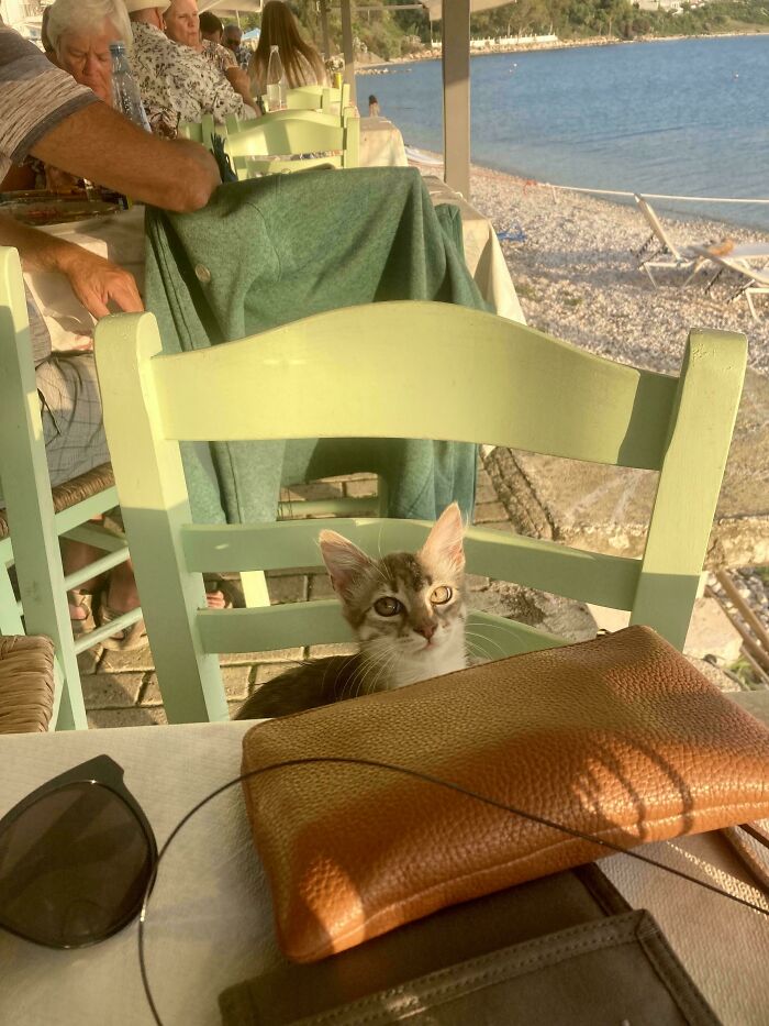 Cat sitting on a chair at a seaside cafe, looking humorously at the camera in a relaxed outdoor setting.
