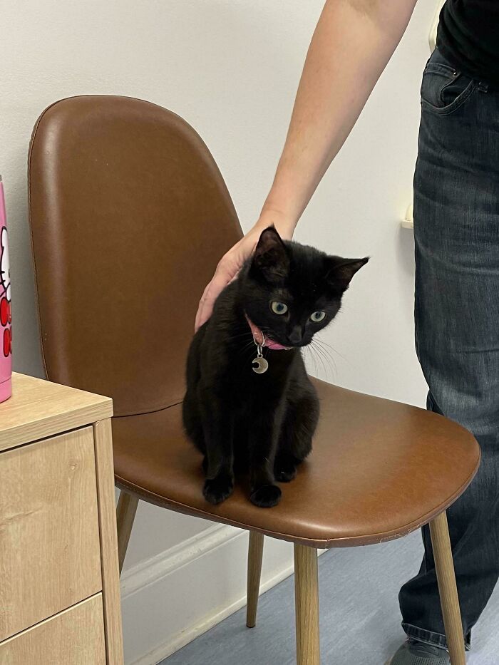 Black cat with a pink collar sitting on a brown chair while owner’s hand gently pets it indoors.
