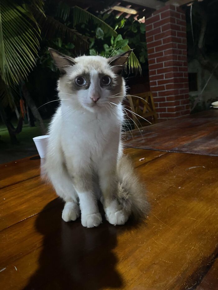 Cat with big eyes sitting on a wooden table at night, one of the funny moments cats made their owners laugh online.