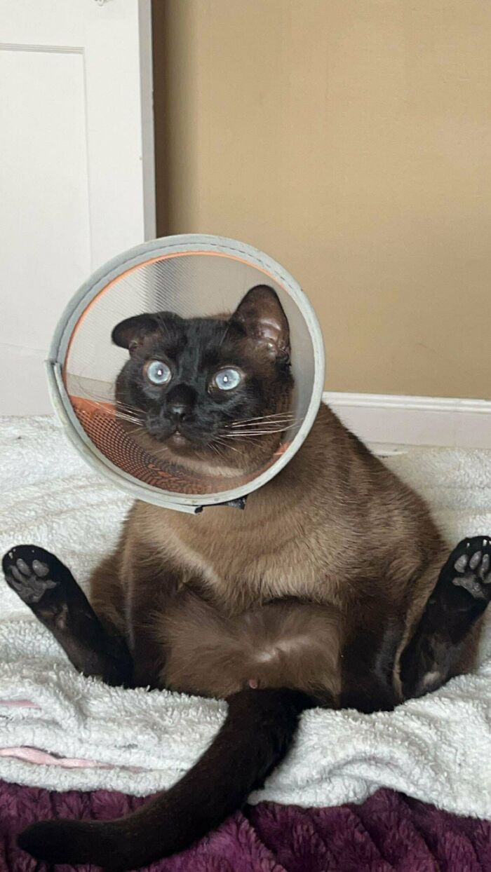 Siamese cat wearing a protective cone sitting with legs spread on a bed, showcasing funny cat behavior for owners to share online.