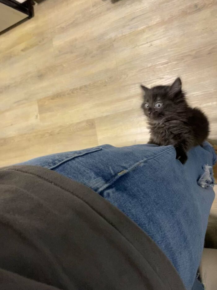 Small black kitten with wide eyes clinging to a person's jeans on a wooden floor in a funny cat moment.