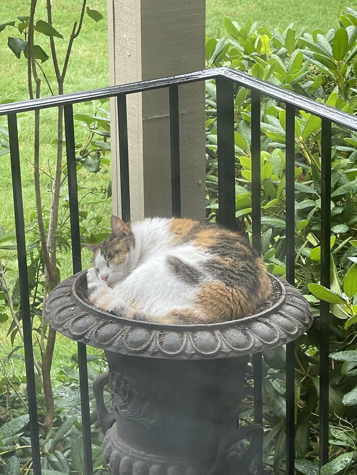 Calico cat curled up and sleeping on a decorative garden planter outside on a porch railing.