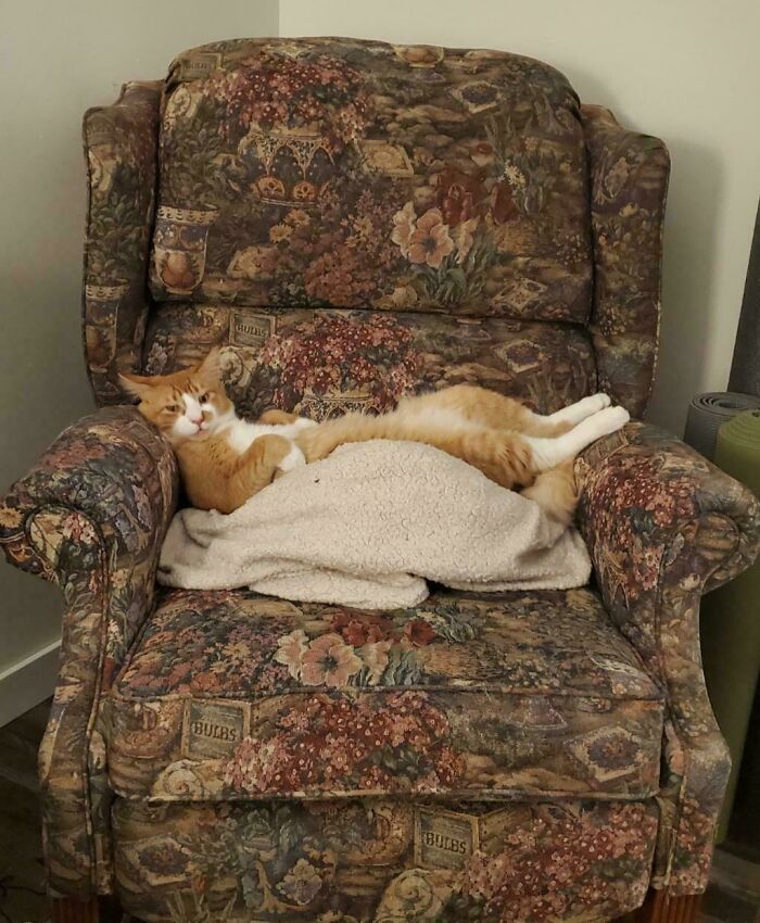 Orange and white cat lying stretched out on a floral patterned armchair, looking relaxed and cozy indoors.