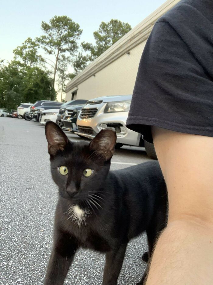 Black cat with a white patch on chest standing near a person’s arm in an outdoor parking lot with cars in the background