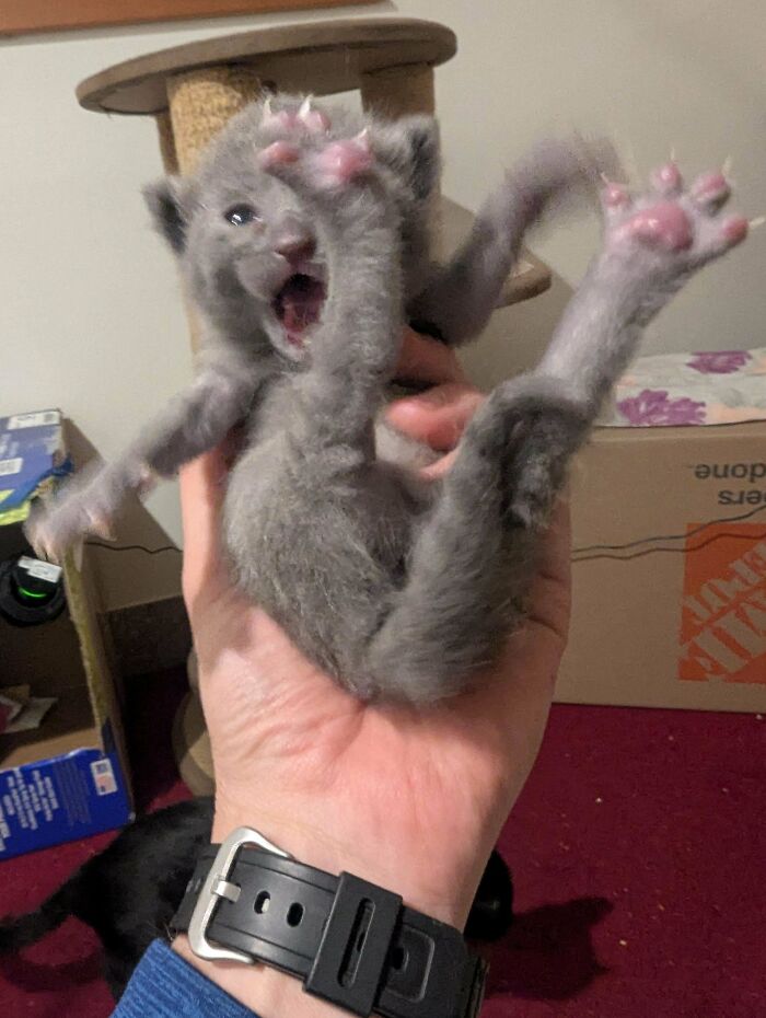 Gray kitten being held mid-air with paws outstretched and mouth open, capturing a funny cat moment for laughs online.