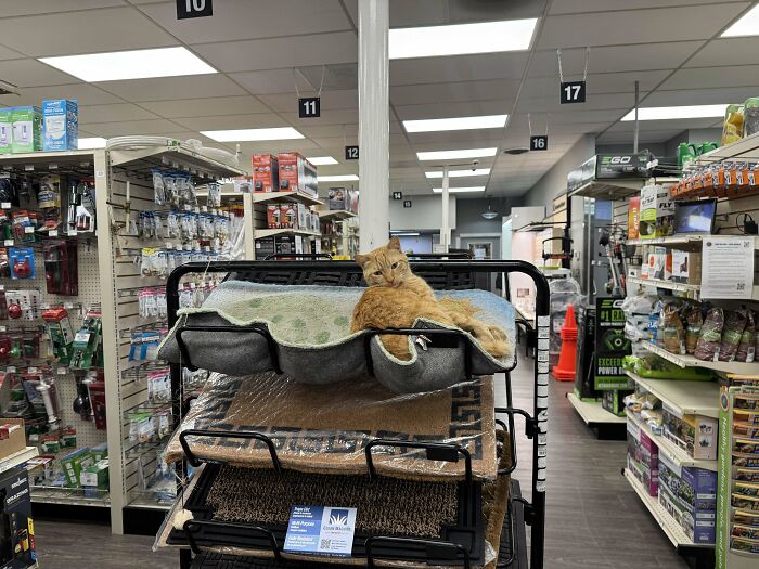 Orange cat lounging on a blanket in a store aisle, one of the funny cats that made their owners laugh online.