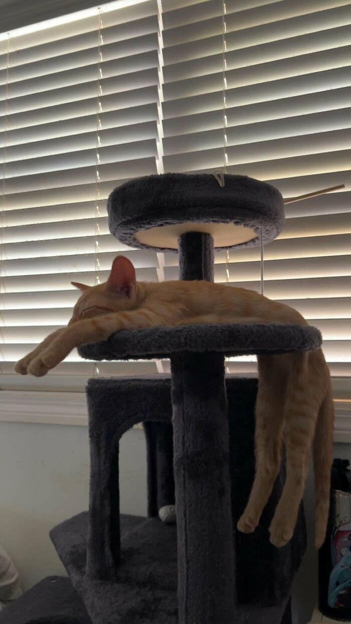 Orange cat stretched out asleep on a gray cat tree, showcasing a funny and relaxed moment shared online.