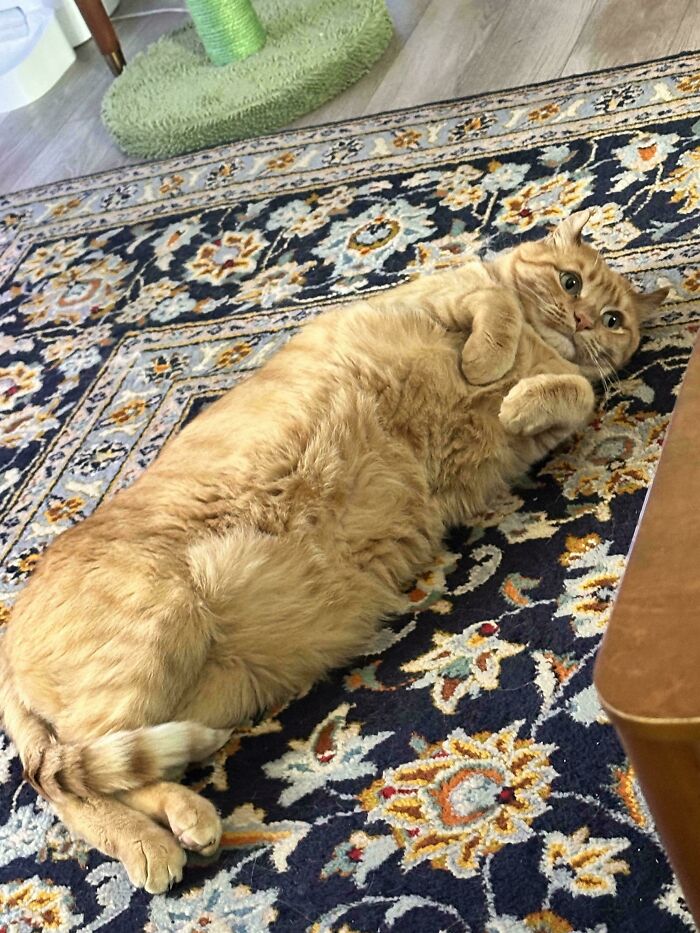 Orange cat lying on a patterned rug making owners laugh with a playful and surprised expression at home.