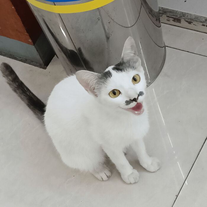 White cat with black markings on face and tail, sitting on floor looking up with mouth open, funny cat moment online.