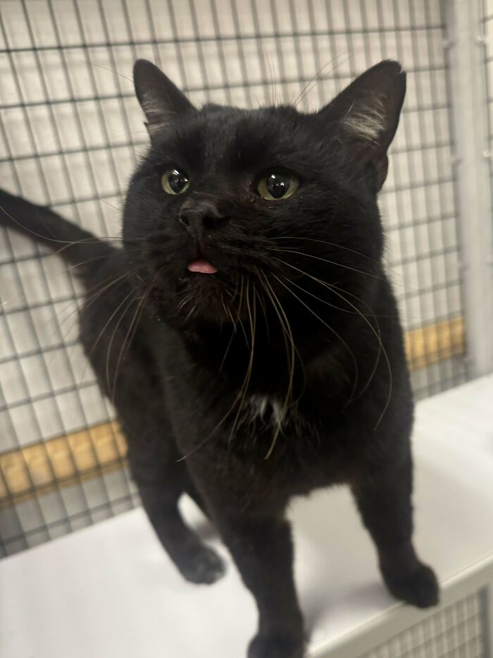 Black cat with tongue slightly out standing on a surface, one of 134 times cats made their owners laugh and share pics online