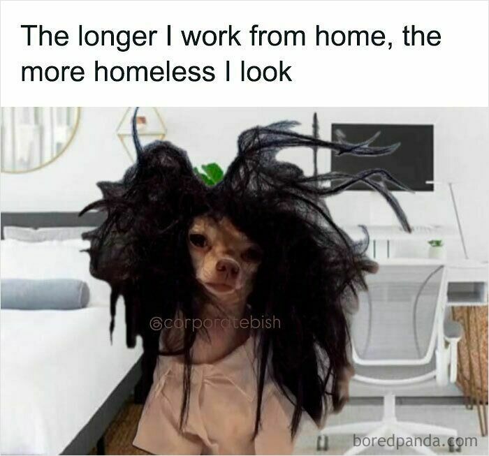 Small dog with messy wig in a home office setting, humorously illustrating a funny WFH meme about working from home.