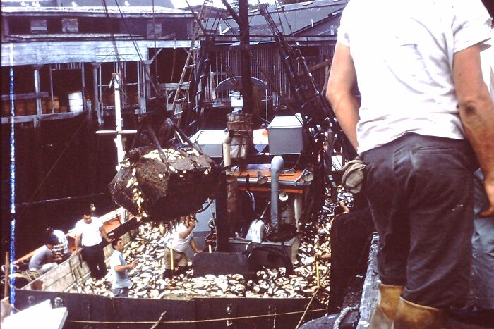 Fishermen working on a boat unloading a large catch in a busy scene of daily life in the 50s across the globe.