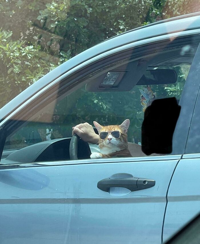 Cat wearing sunglasses sitting in driver's seat of parked car with owner's hand on steering wheel, funny cat moment online.