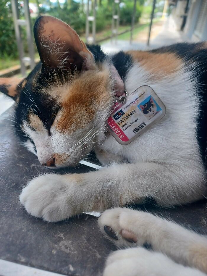 Calico cat wearing a staff ID tag with name tag asleep on a surface, showcasing funny cats that made owners laugh.