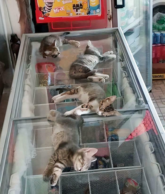 Four cats lying and relaxing inside a glass freezer, showing funny moments cats made their owners laugh.