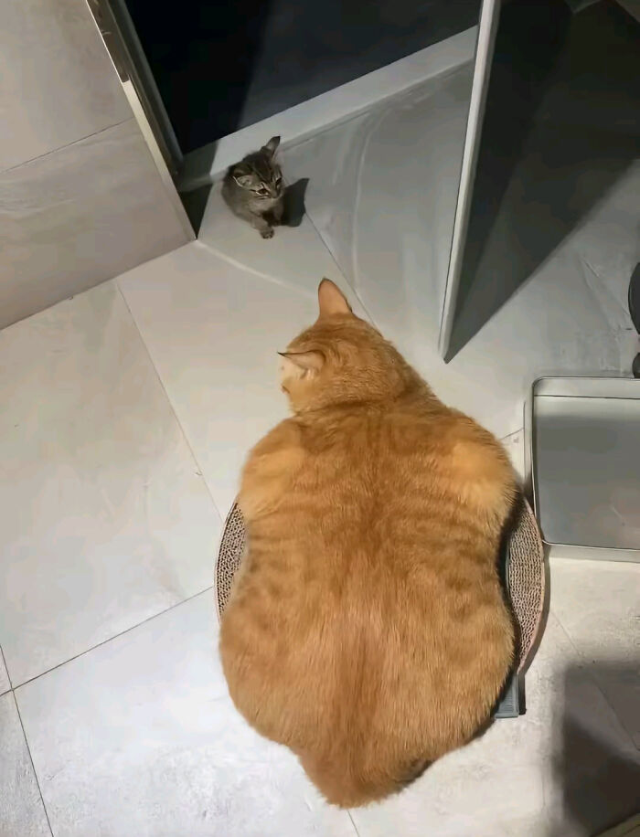 Large orange cat sitting on a small round scratcher with a tiny kitten nearby, showcasing funny cat moments online.