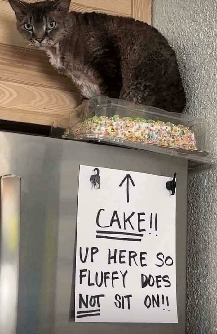 Cat sitting near cake on fridge with a note to keep cake upstairs so fluffy cat does not sit on it in funny pet moment