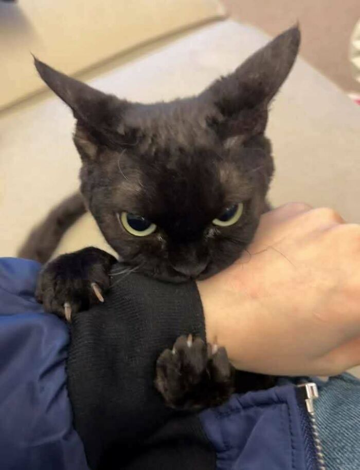 Black cat with sharp claws playfully biting and holding its owner’s arm, showcasing funny moments cats create.