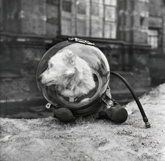 Rare and interesting historical photograph of a dog wearing an early diving helmet on a sandy surface outdoors.