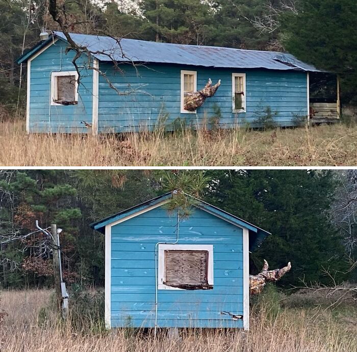 Abandoned blue forest cabin with broken windows and a large tree branch emerging from it in a creepy forest setting.