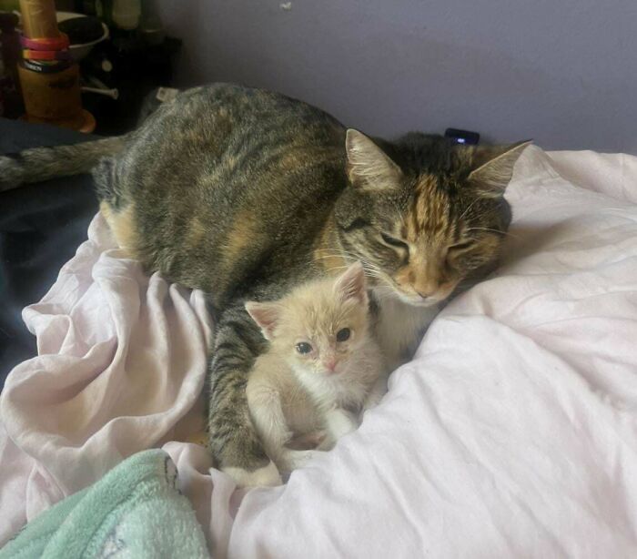 Adult cat cuddling with a small kitten on a bed, showing one of the bonded pairs that bring light to your day.