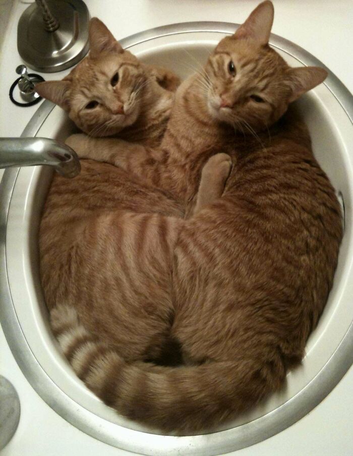 Two bonded pairs of orange tabby cats cuddling closely together inside a bathroom sink.