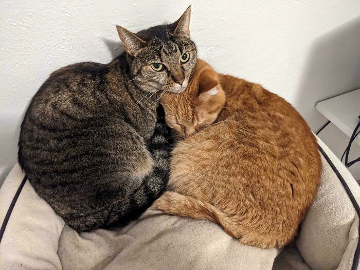 Two bonded cats cuddling closely in a cozy bed, showcasing pairs that bring light and comfort to your day.