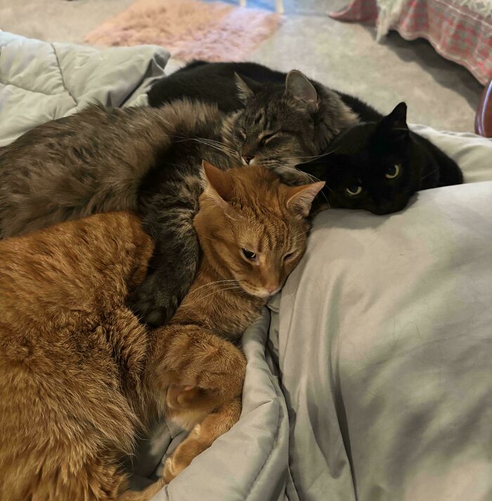 Two bonded pairs of cats cuddling closely on a bed, providing comfort and warmth on a cozy blanket.