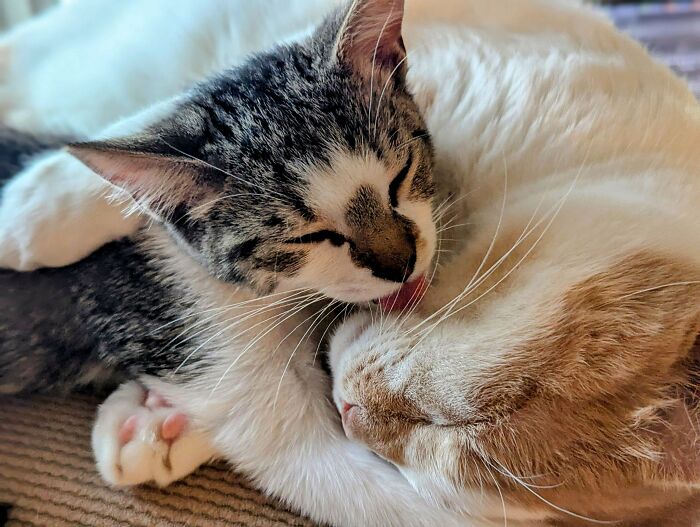 Two bonded cats cuddling closely, showing affection and warmth, perfect for those craving light in their day.
