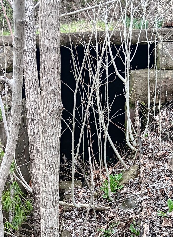 Dark, empty cave entrance hidden behind leafless branches and trees, evoking creepy and terrifying forest discoveries.
