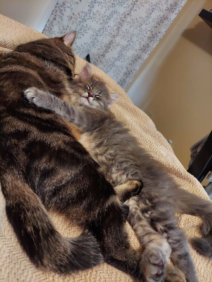 Two bonded pairs of cats cuddling closely on a blanket, showing affection and warmth indoors.