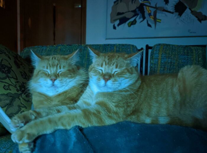 Two bonded orange tabby cats resting close together on a couch, radiating warmth and light in a cozy setting.