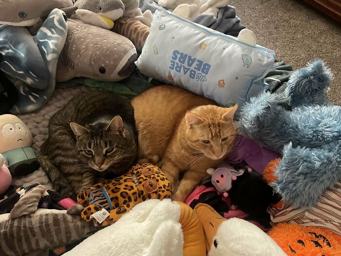 Two bonded cats lying together among plush toys and blankets, showcasing comfort and companionship in a cozy setting.