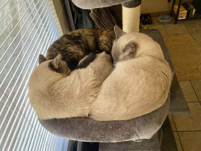 Two bonded cats curled up together on a cozy cat perch, showcasing a peaceful and lighthearted moment.