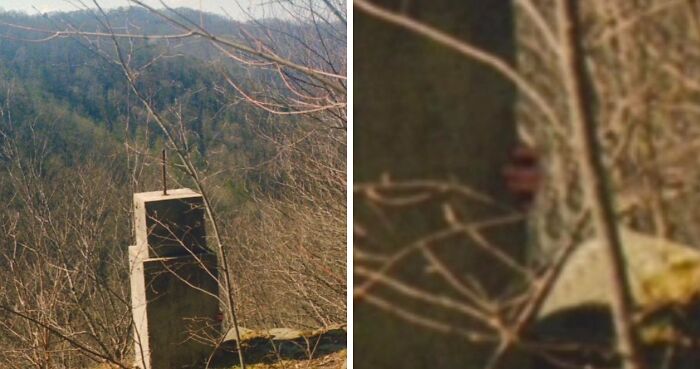 Concrete structure partially hidden by branches in a forest setting, evoking creepy and terrifying things found in the forest.