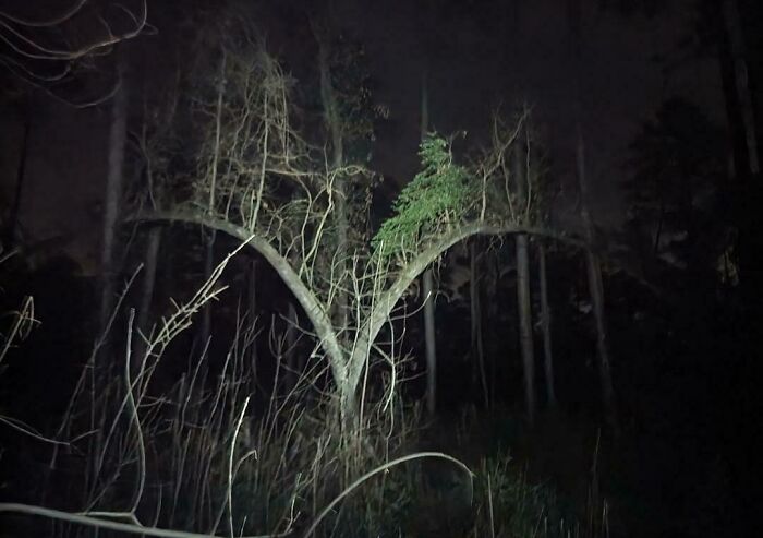 Dark forest scene at night with eerie twisted tree branches and dense undergrowth, evoking creepy and terrifying forest discoveries.