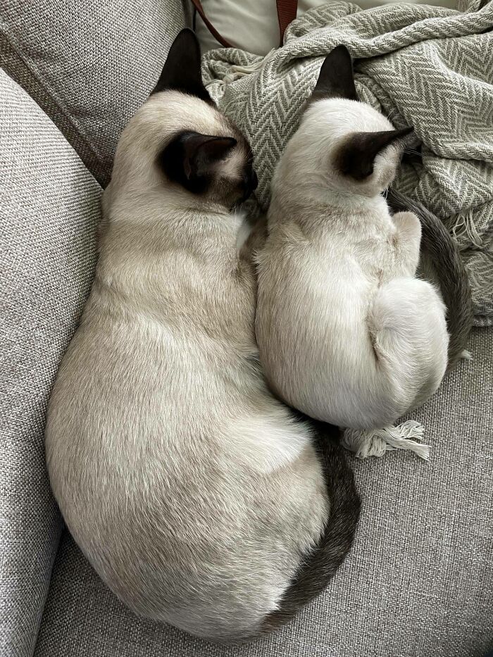 Two bonded Siamese cats curled up closely on a gray couch, showcasing a comforting and light moment together.