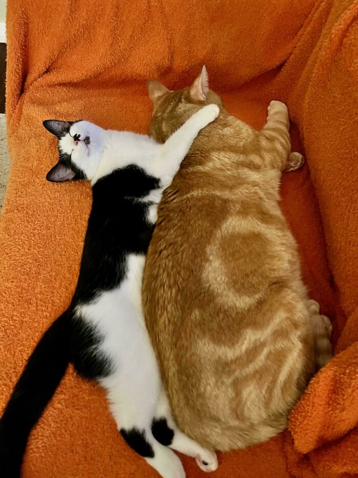 Two bonded cats cuddling closely on an orange blanket, showcasing a heartwarming pair for those craving light.
