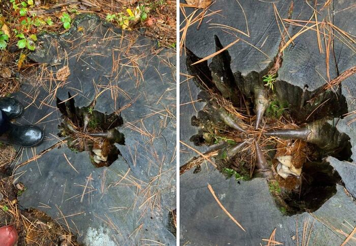 Tree stump in a forest with eerie root formations and scattered pine needles, showcasing creepy and terrifying forest finds.