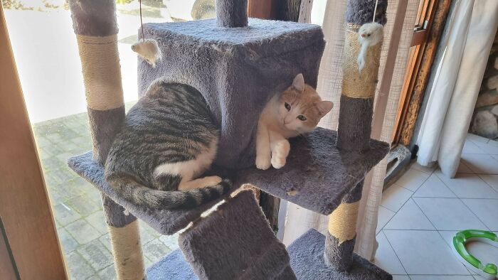 Two bonded cats resting together on a multi-level cat tree, enjoying light streaming through a nearby window.