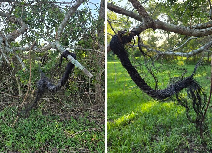 Long black hair tangled and hanging from tree branches in a forest, a creepy and terrifying discovery in nature.