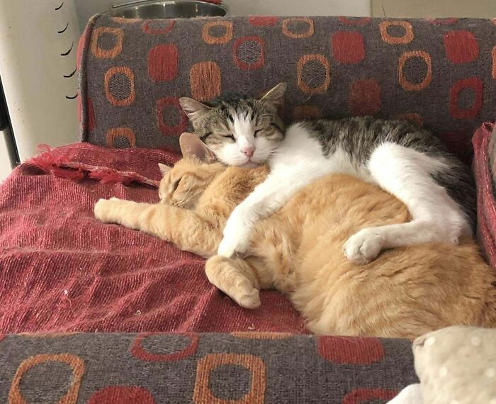 Two bonded cats cuddling and sleeping together on a patterned couch, showcasing comforting companionship and warmth.