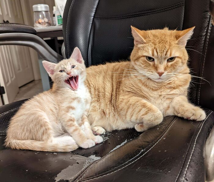 Two bonded pairs of light orange cats, one kitten yawning, relaxing together on a worn black office chair.
