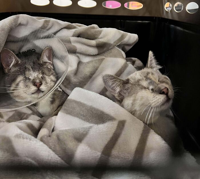 Two bonded cats resting together wrapped in a soft blanket, offering warmth and comfort for those craving light in their day.