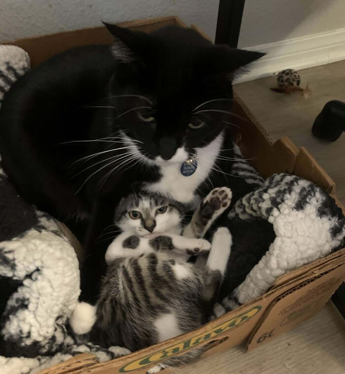 Tuxedo cat and kitten cuddled together in a cozy box, showcasing bonded pairs that bring light to your day.