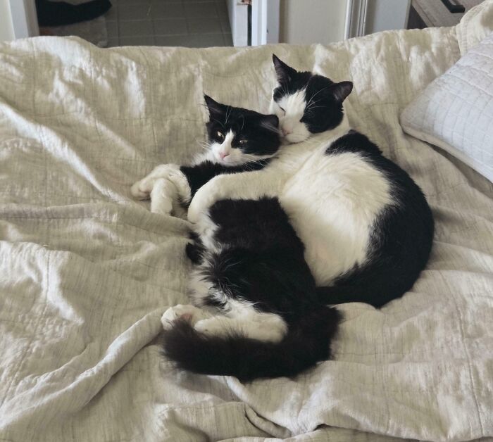 Two bonded pairs of black and white cats cuddling together on a light-colored bedspread, showing comfort and affection.