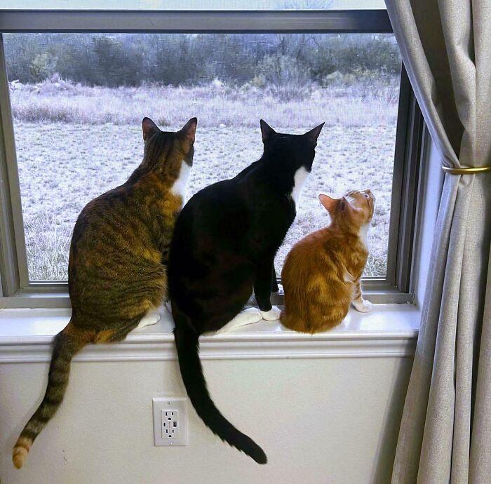 Three bonded cats sitting on a windowsill looking outside, capturing light and warmth on a bright day.
