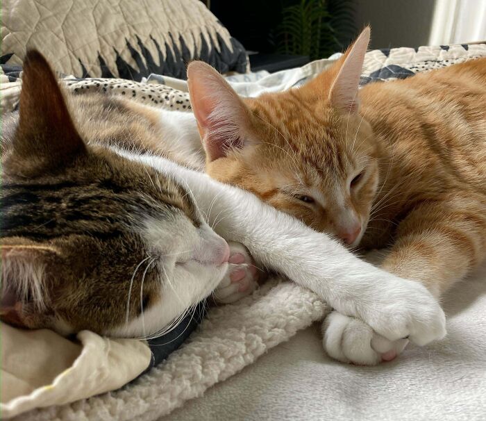 Two bonded pairs of cats cuddling closely on a bed, showcasing affection and light in their peaceful moment.