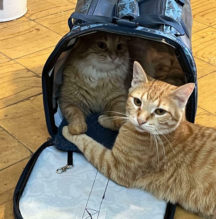 Two bonded cats showing affection inside and outside a pet carrier, highlighting lovable bonded pairs for light in your day.
