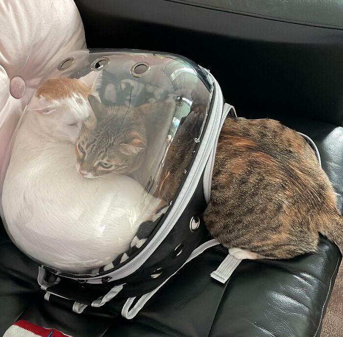 Two bonded cats snuggled closely inside and outside a transparent pet carrier on a leather couch.